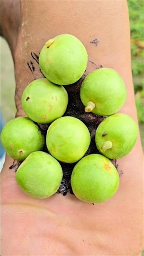 Part 06 Survival Skills:Smart idea and useful inForest #camping #outdoors #survival #shorts
