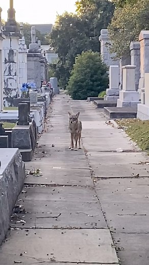 This female coyote is definitely getting more comfortable with us and our scent. Here you can see she’s calm, curious, and almost approachable. What a natural beauty. (Coyotes play a significant role in the spirit realm. Often as guides, totems, and archetypes.) | Enrico Bruno