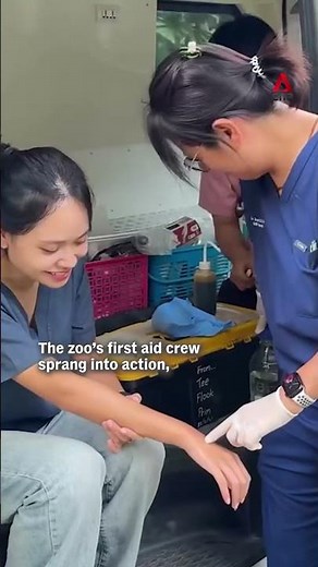 'Moo Deng' escapes from Thai zoo in animal safety drill