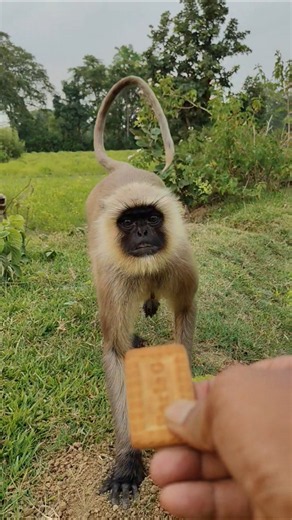 Langur Takes Biscuit from Hand 😍 | Cute Monkey Short Video #shorts