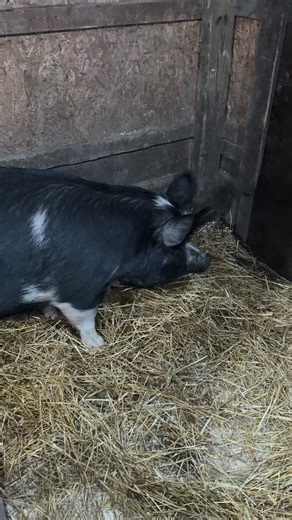 I said no snow plowing this year 🤡 #blizzard2025 #farmtok #foryoupage #fyp #fypシ