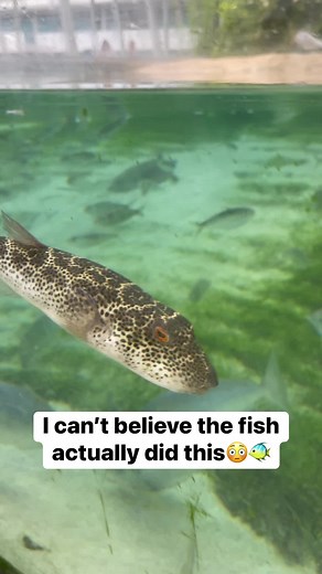 2.5M views · 5.8K reactions | I can’t believe the fish actually did THIS #reels #reelsviral | Entertainment videos | Facebook
