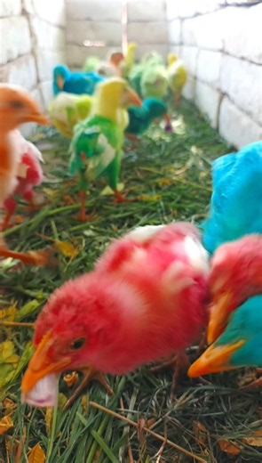Rainbow Colors Cutest Little Baby Hens | murgi k bacche chhote | cute chicken sounds #birds #shorts