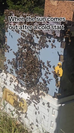 Time to stretch the wings #beekeeping #bees #beekeeper #honey #sunshine | Sweet Stingers Honey & Apiary