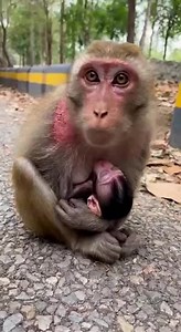 A playful moment in the wild as a baby monkey climbs and learns with confidence #sticker | Monkeys Rescue