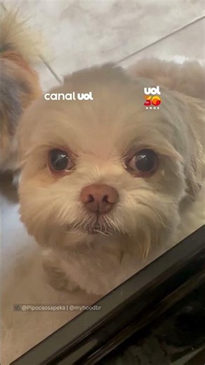 Cachorrinha Shih Tzu faz "chantagem emocional" para passear com tutora