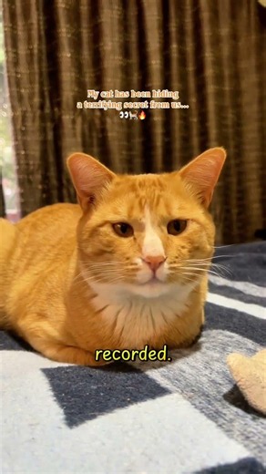 My cat has been hiding a terrifying secret from us… 👀