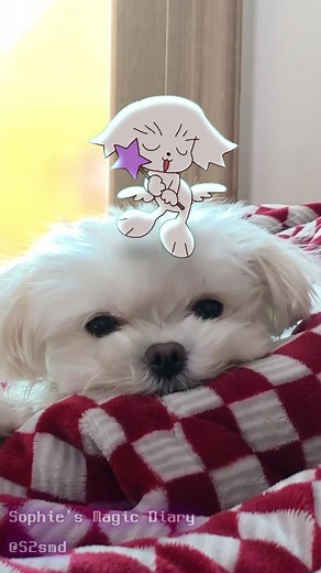 강아지 마루 & 요정 마루: 소피의 마법 일기