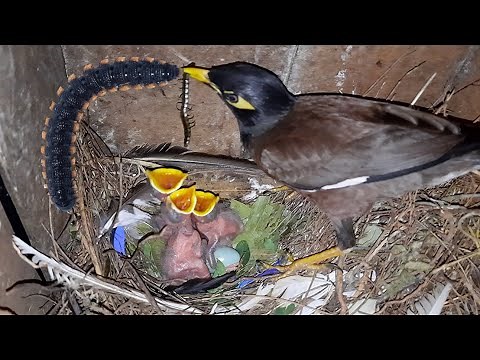 Myna Feeds Black CENTIPEDE to baby Mynas | Myna bird video in Nest | Day 5