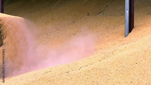 Excavator Loader Bucket Loading Grain of Corn; Excavator loader bucket loading grain. Big heap of grain in a warehouse at food factory