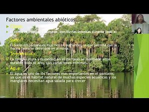 ECOSISTEMA : PANTANO DE PALMERAS (SELVA TROPICAL)