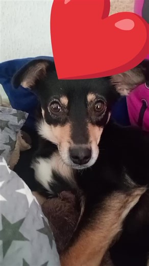 •♣&♠• (@amy_luder)’s videos with original sound - Toons Tunes