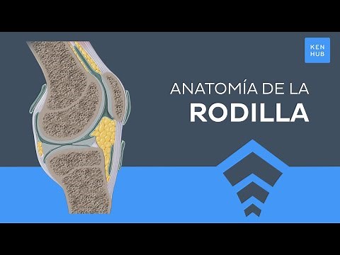 Articulación de la rodilla: Huesos, ligamentos y movimientos - Anatomía Humana | Kenhub