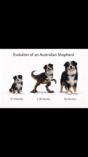 Understanding the Raptor Stage of Mini Australian Shepherds