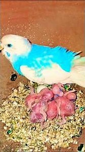 parrot video exotic brid channel india aligarh #maa #birds #birdsavairy #parrot