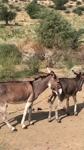 Donkey videos wonderful donkey #donkeys #donkeykong #donkey #horse #beautiful #animallover #beach #travel #beachday #foryou #animals #bigdonkey #jungel #Donkey #Village #animal #animals #nature #pet #cute #wildlife #love #dog #pets #photography #cat #cats #naturephotography #instagram #photooftheday #dogs #animallovers #instagood #wildlifephotography #art #animalphotography #of #dogsofinstagram #petstagram #bird #catsofinstagram #puppy #birds #animalsofinstagram | The Pets