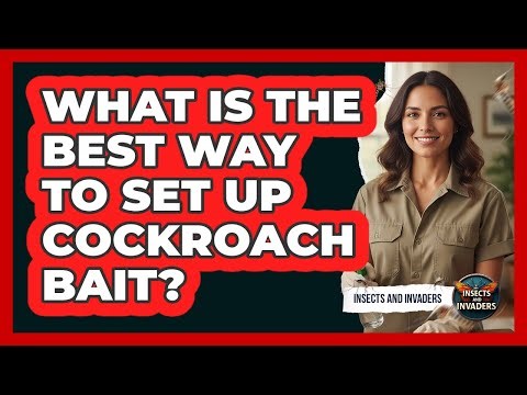 What Is The Best Way To Set Up Cockroach Bait?