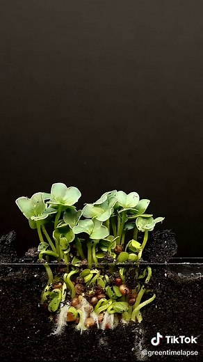 Radish Plant Time-Lapse Growth