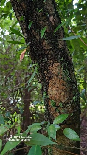 Green Harmony: Mistletoe Vines on forest Trees 🌿✨ #nature #healing #forest