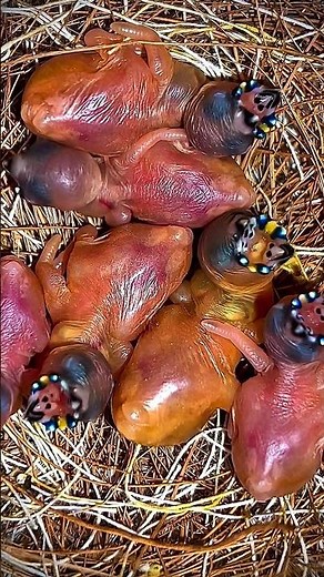 From Ugly to Beautiful: The Incredible Goldfinch Transformation 😱