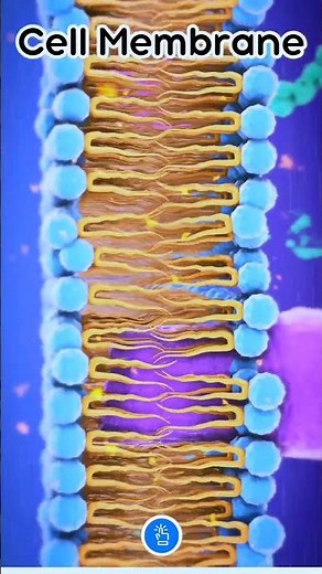 Cell Membrane structure #biology #science