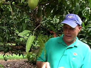 'Edward' mango description