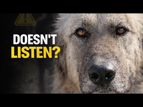 Why Your Great Pyrenees Doesn’t Listen