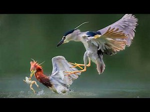 Birds of the Czech Republic – 30 Rare Species of Bohemia and Its Deep Forests