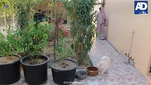 🗣️"I find that animals, especially cats and dogs, are more faithful than humans" 🐱🐶Omani Maryam al-Balushi has accumulated 480 cats and 12 dogs in her home in Oman's capital Muscat | Arabian Daily