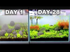 Growing A Beautiful Aquarium in 28 Days