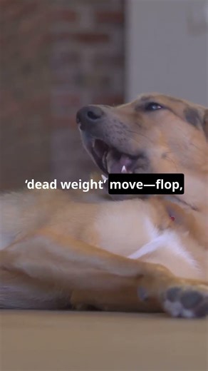 Dog FAILS Nail Trim – Screaming Reaction 😂