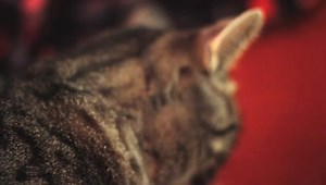 Collective Soul Cat Кот под музыку