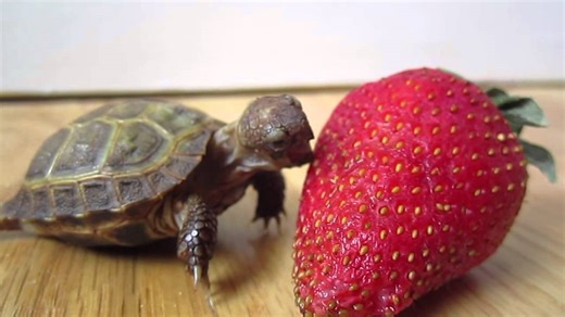 Turtle's very first strawberry.