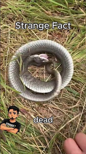 This Snake Literally Plays Dead 😭 #strange #facts #snake #playing #dead #nature