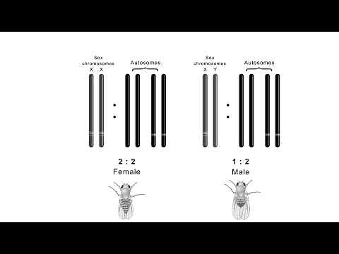 Sex determination in drosophila CSIR NET | Shomu's Biology