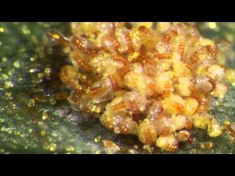 A grouping of fern sporangia hurling spores, video #1