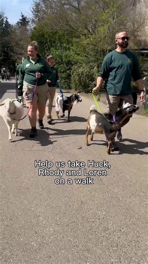 2.9K views · 132 reactions | Sun is out, G.O.A.T. is out! Walk with us. Greatest of all time Ambassador Animals team with goats Rhody and Huck  and sheep Loren  | Woodland Park Zoo | Facebook