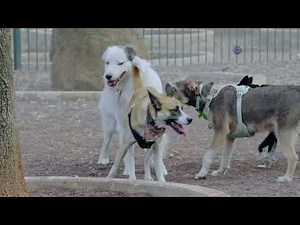 Why dogs form packs: territory defense explained!