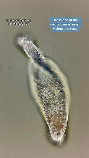 Lacrymaria are ciliates that many have enjoyed viewing under the microscope. When I was sampling seawater, I was fairly astonished to see the presence of these organisms. I typically find Lacrymaria Olor in only freshwater, so it was surprising to see them in ocean water as well. I used a LabCam Ultra for iPhone 12 pro to record, and my old Swift Stellar 1 microscope. #microscope #microbiology #underthemicroscope #microcosmos #microscopy #ciliates #fyp #nature #fypage