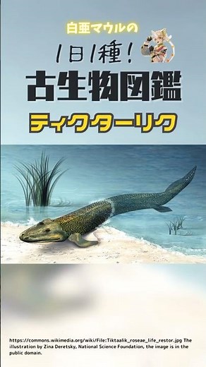 【１日１種！古生物図鑑】ティクターリク #化石 #古代生物