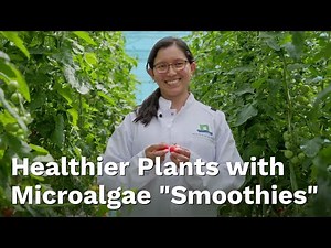 How Microalgae Can Help Reduce the Use of Chemical Fertilisers