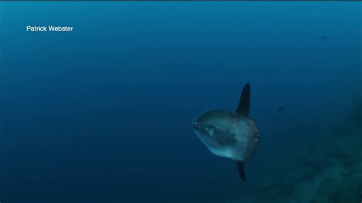 Monterey underwater photographer trying to change the image of the strange Mola mola