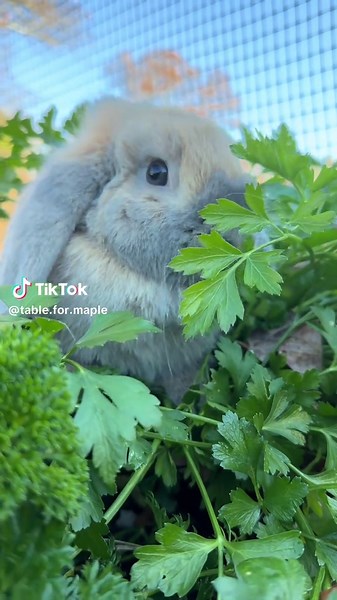 move over broccoli 🥦🥦 looks like someone has a new favourite! #parsley #bunny #snacktime #cute