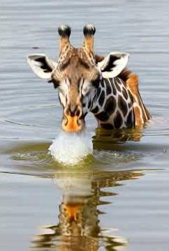 Giraffe’s Surprising Swim||Neck-Deep in Water