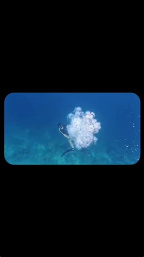 Dive into the vibrant underwater world of Turtle Islands Park, where stunning coral reefs thrive beneath the waves. These living wonders support rich marine biodiversity and play a vital role in ocean health. Let's protect and celebrate the beauty of Sabah’s marine treasures! Credit: Marine Unit, Turtle Islands Park, Sandakan . | Sabah Parks