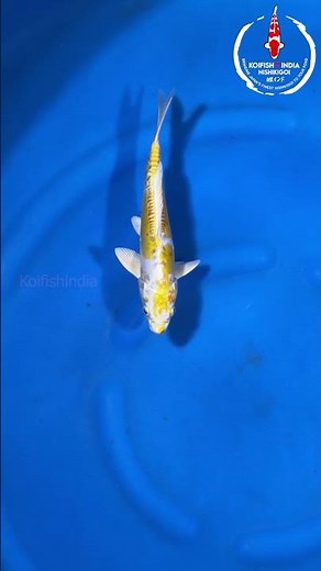 Doitsu Hariwake 23cm Aoki Koi Farm NFP5 163Imported from JapanBuy Japanese Koi Fish Online in India
