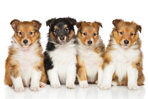 Shetland Sheepdog (Sheltie) Puppies For Sale In West Roxbury, MA