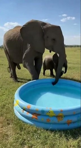 Baby Elephant Burst into the Pool 🐘💦 Delight and Splashes! #babyelephant #elephants #viral #omg
