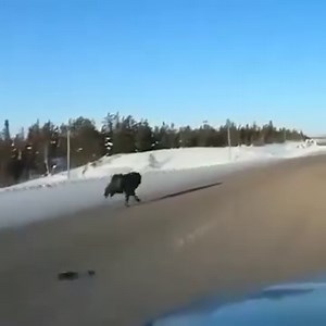 Did you know wolves can reach up to 60 km/h?🐺 These two black wolves were seen running on the highway near Yellowknife, Northwest Territories. Video: Rhonda Miller | The Online Moose