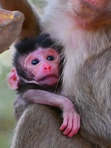 Cutest Newborn Baby Monkey Moments #adorablemonkey #babyanimal